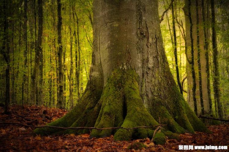 美丽树林红叶图片