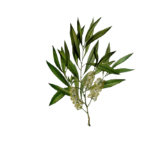 澳洲茶树