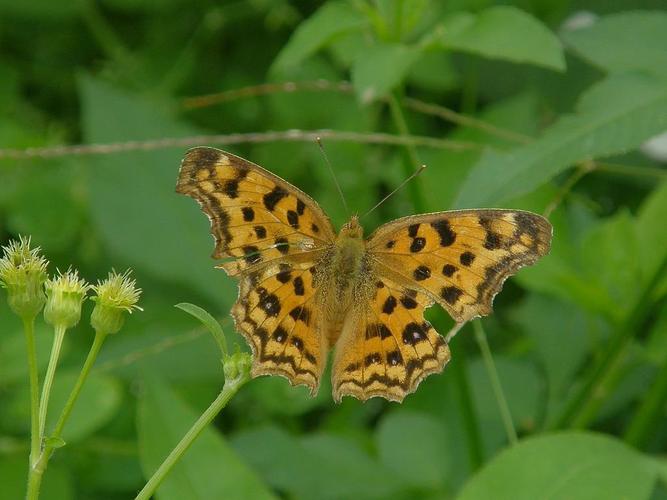  p> b>黄翅翠蛱蝶 /b>(学名: i> b>euthalia kosempona /b> /i>),又名