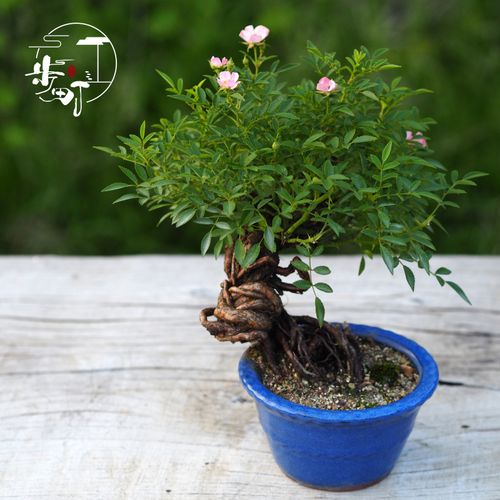 步町园艺高提根蔷薇盆景小品盆景盆栽微型盆景植物室内提根蔷薇