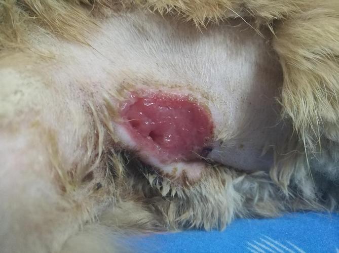 猫咪肛门腺发炎治疗过程有伤口图慎入