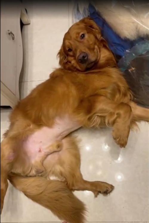 "空运变陆运"金毛犬热死笼中,涉事托运公司:员工接私