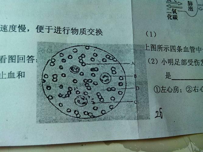 这是人血细胞的一个视野图 a b c d 分别是什么