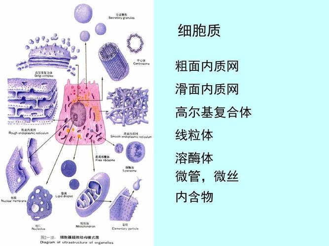 细胞质 粗面内质网 滑面内质网 高尔基复合体 线粒体 溶酶体 微管
