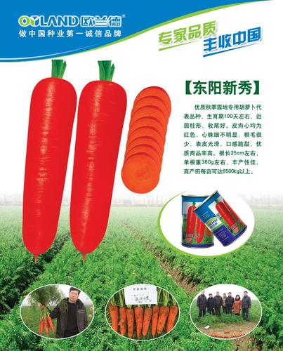 欧兰德 胡萝卜种子 蔬菜瓜果蔬果种子籽东阳新秀