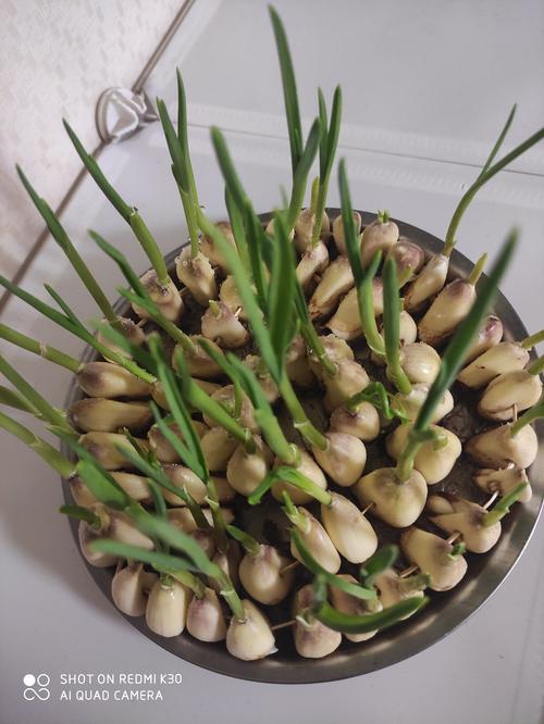 童年的回忆——种蒜苗