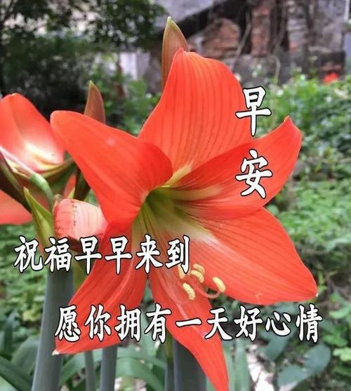 原创最美早上好图片动态表情最漂亮早安问候动态图片带字