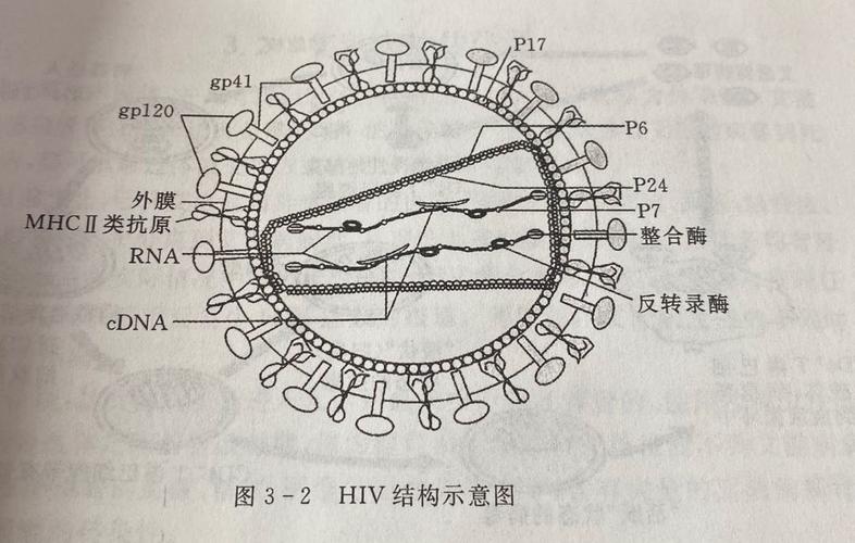 hiv病毒形态结构