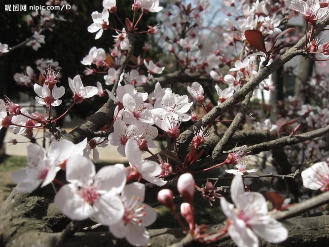紫叶李摄影图__花草_生物世界_摄影图库_昵图网nipic.
