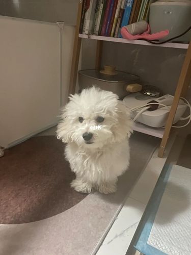 剪毛前到剪毛后_比熊_宠物_狗