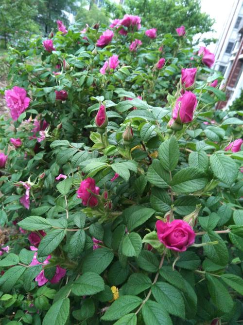 赏花 假期观察日记~玫瑰 写美篇小麻豆观察于2018年4月29日14时