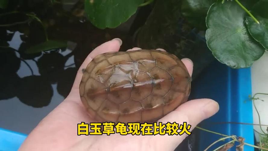白玉草龟是白化龟吗不是变异草龟而是比温室龟更难养的宠物龟