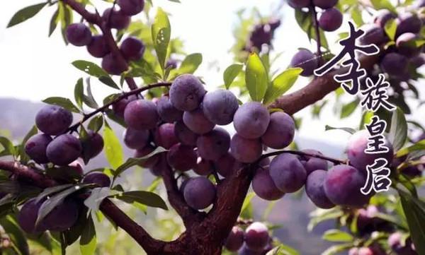 邮·鲜生|天峨龙滩珍珠李,酸酸甜甜爱上你