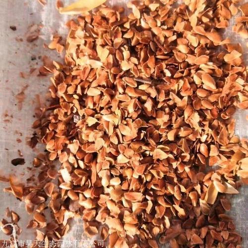 优质香椿种子供应 正宗红油椿种子产地价格