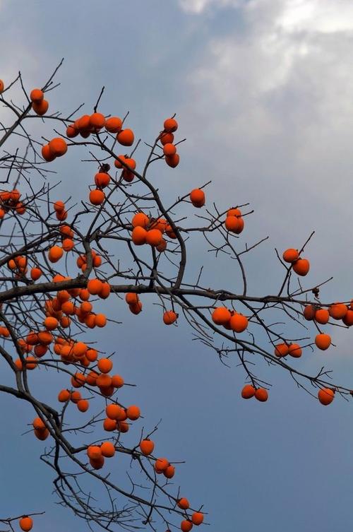 秋天柿子树 - 必应 images