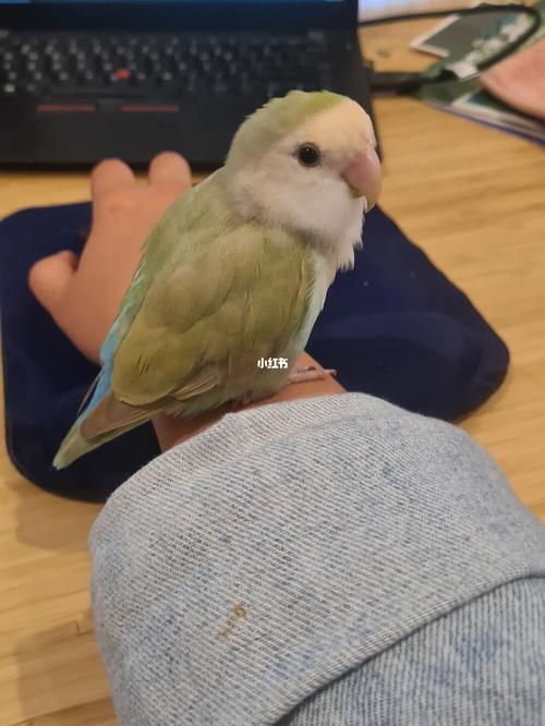 可爱小鹦鹉_鹦鹉_宠物_宠物其他