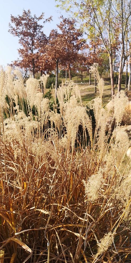 枫叶荻花秋瑟瑟