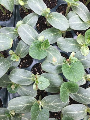 嫁接西瓜苗出现子叶烂