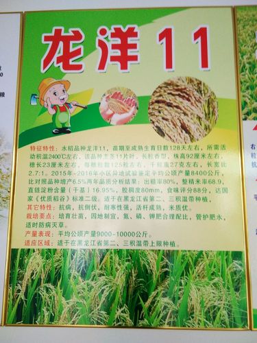 水稻种子有:田裕9861,龙桦1号,龙桦2号!龙洋1号,盛誉1号等!