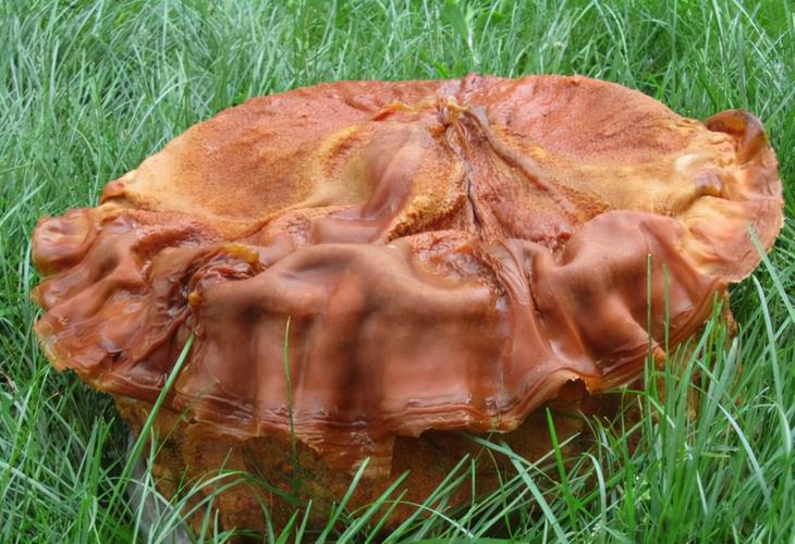 被称"肉灵芝"!非植物也非动物,可活4万年久,太岁究竟是啥?