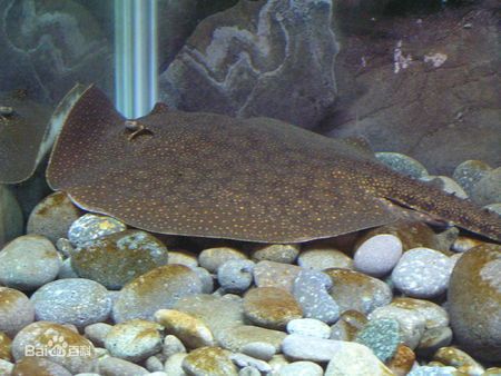 展开全部 魟鱼,鳐鱼.