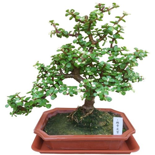 金枝玉叶盆景树桩花卉盆栽室内桌面阳台观花绿植绿植