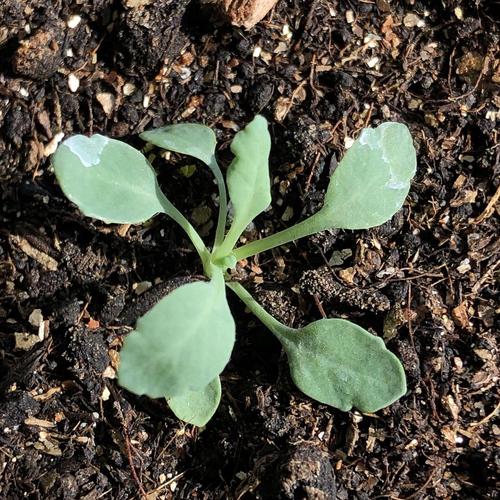 外面野地挖的土里长出的植物