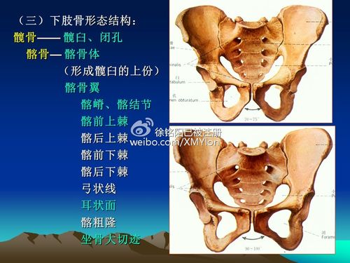 形成弓形的髂嵴,前端成为髂前上棘,髂嵴向外突起处称髂结节