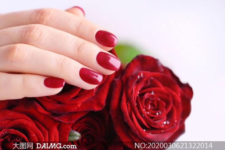 玫瑰花与做了美甲的手摄影高清图片