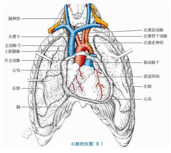 心脏的毗邻 - 心脏解剖学 - 天山医学院