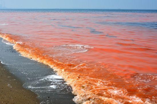 赤潮,又称"红潮",国际上也称其为"有害藻类"或"红色幽灵",是在特定的