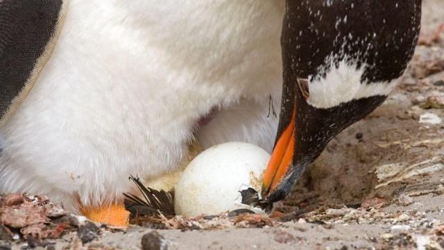 澳水族馆同性雄性企鹅成功地将工作人员给同性蛋孵化