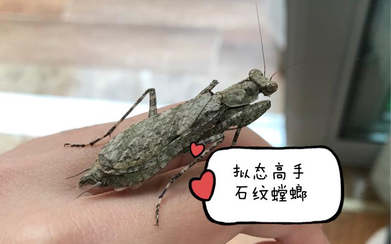 饲养总结完美拟态树皮奇异的石纹螳螂该如何饲养