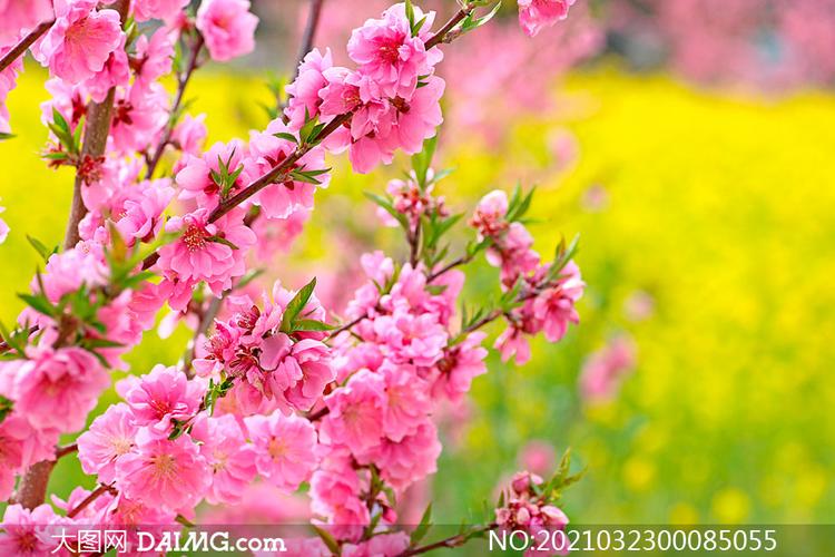 春季盛开的红色桃花摄影图片