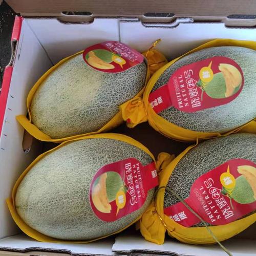 晓蜜25号海南哈密瓜晓密25号产地直供