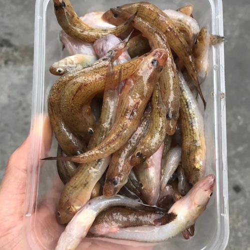 野生九母鱼(笋壳鱼) 约500g 补锌补钙佳品