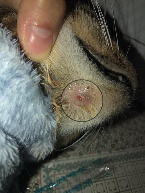猫下巴一个疙瘩是毛囊炎吗?