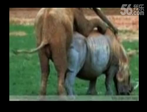 动物性行为大全 动物世界全集高清繁殖 动物世界性交配实录_0-游戏