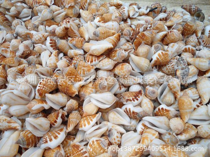 天然多环小凤凰螺 海螺贝壳 鱼缸造景装饰 贝壳工艺品 批发白口螺