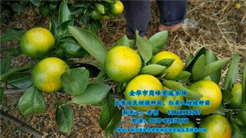 贵州由良柑橘种苗_岗峰农场值得信赖_由良柑橘种苗批发