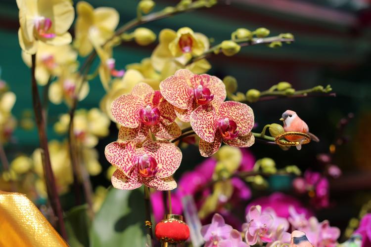 来学习 好吃的,好玩的,好看的 共享花市·花开富贵 广州是有名的花市