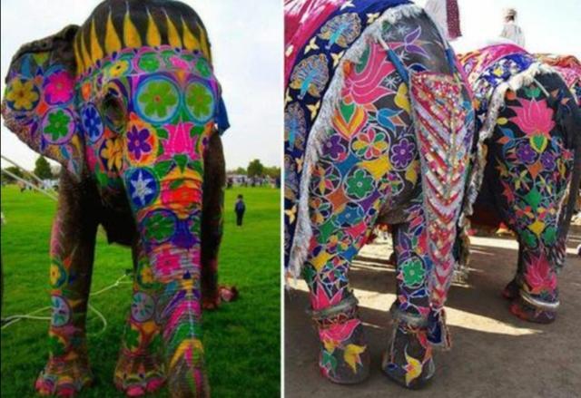 印度大象们的别样生活