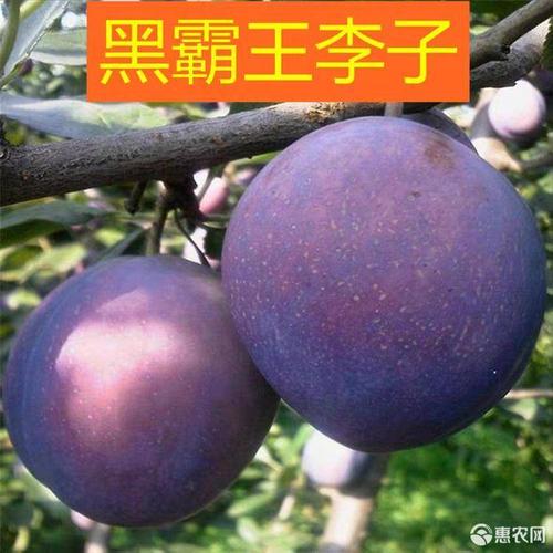 黑霸王李树苗 美国黑霸王李子苗个大果香清脆可口质量保证保湿发货