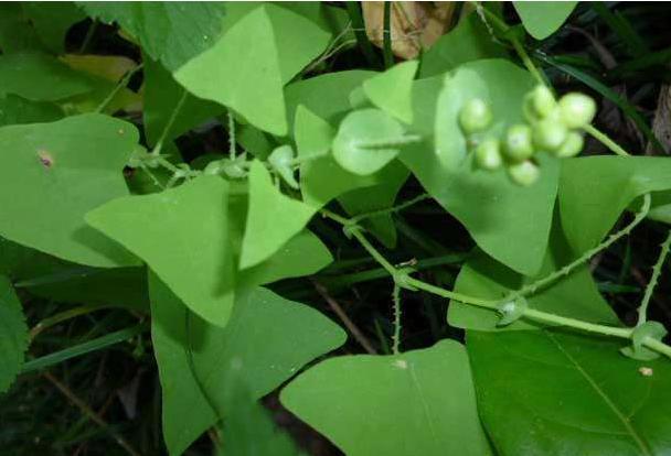 山林中叶片"三角形"的野草,名字叫"杠板",很多人不懂