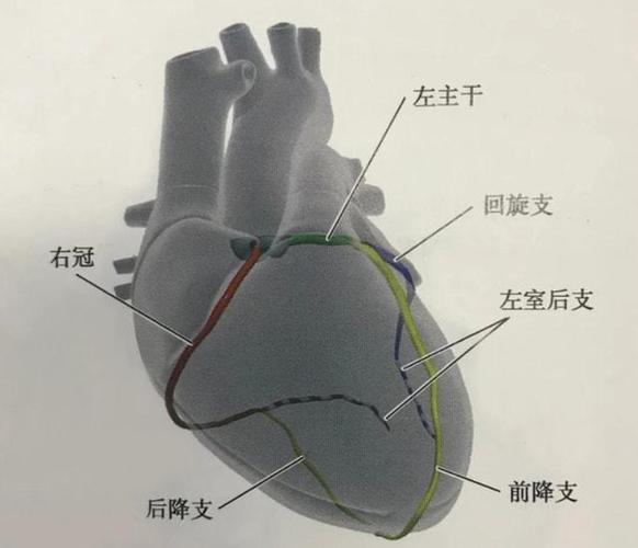 网易首页>正文申请入驻> 心脏的主要血管有三根:左前降支,左回旋支和