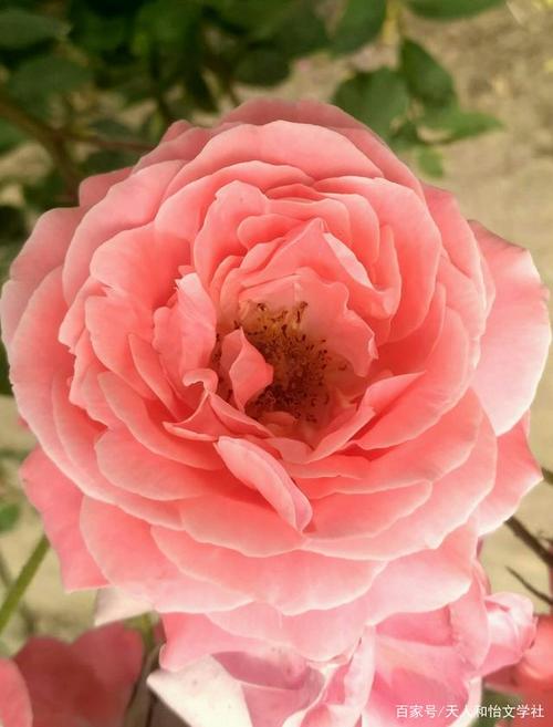 月季花开四时春:对于月季花来说,每个季节都是月季花