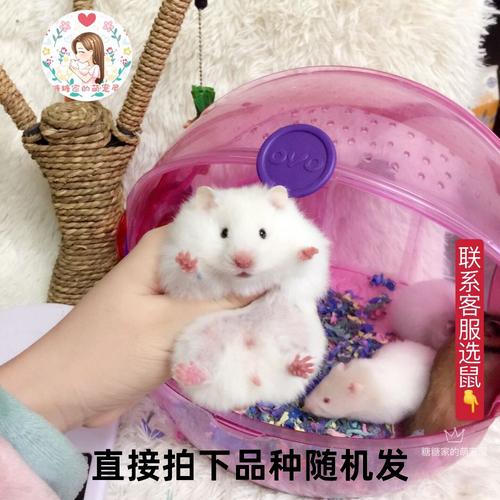 活体家养仓鼠熊活体原始白熊稀有大型长毛金丝熊仓鼠