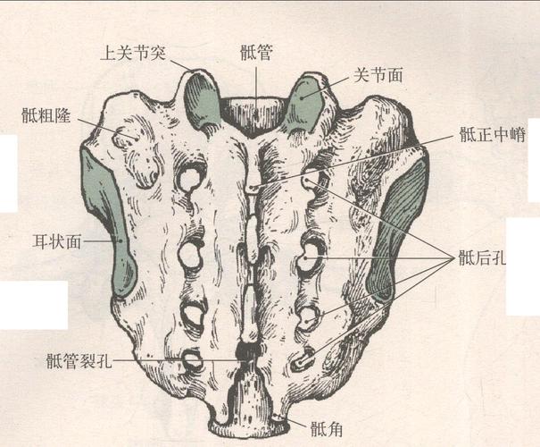 运动解剖学 正文              骶骨(前面)骶骨(上面)骶骨(后面)骶骨