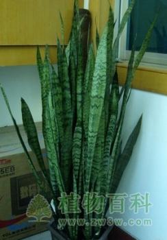 虎皮兰最适合哪个属相养殖,家里养虎皮兰吉利吗?虎皮