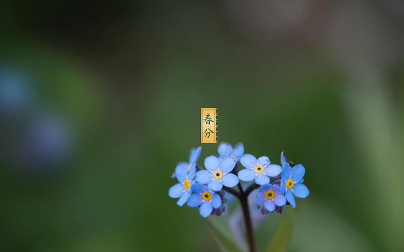 二十四节气之春分高清桌面壁纸